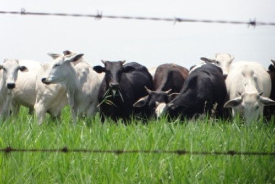 STF – Contribuição de empregador rural pessoa física ao Funrural é constitucional