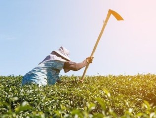 Tribunal garante aposentadoria a trabalhadora rural