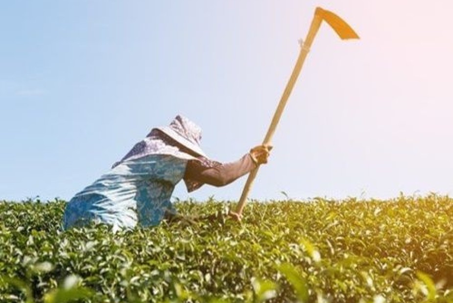 Tribunal garante aposentadoria a trabalhadora rural Tribunal garante aposentadoria a trabalhadora rural